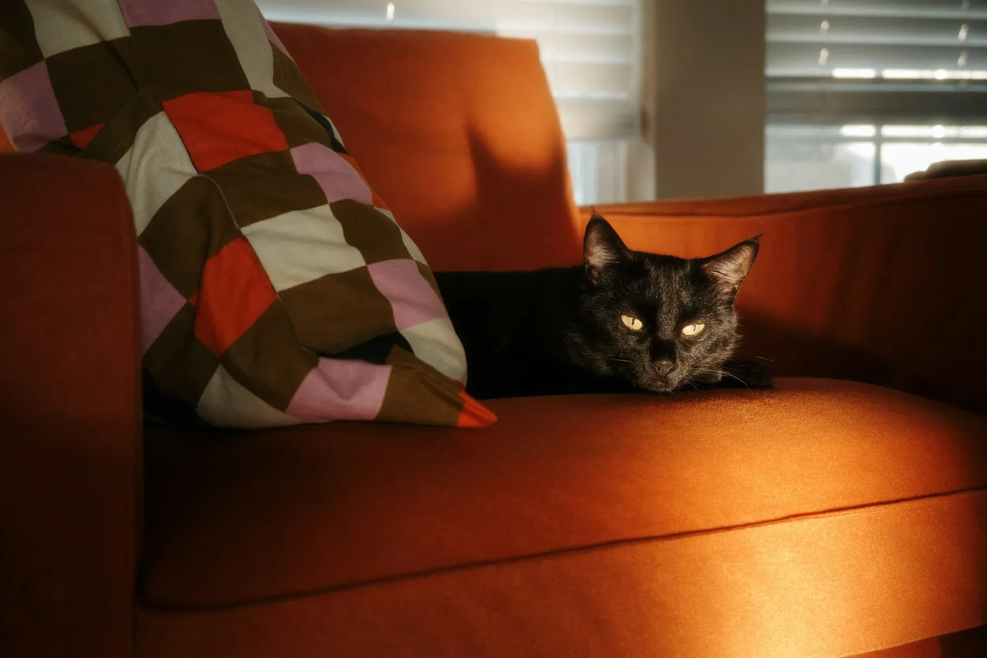 Cat scratching a textile pad on a sofa arm