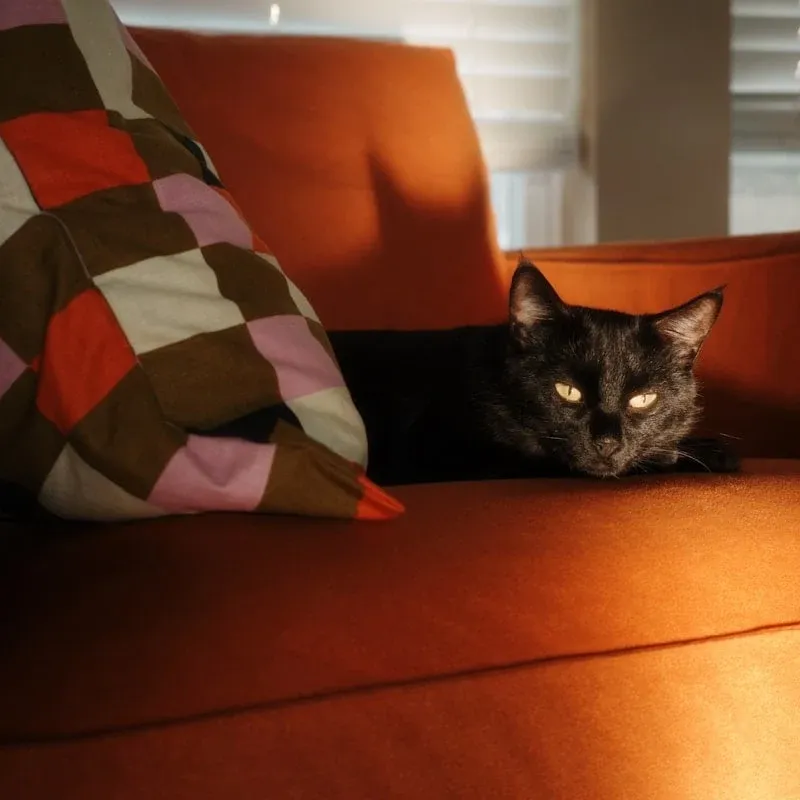 Couch-Arm Scratching Pad CP-SP-001 photo 1