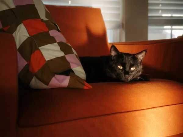 Couch-Arm Scratching Pad